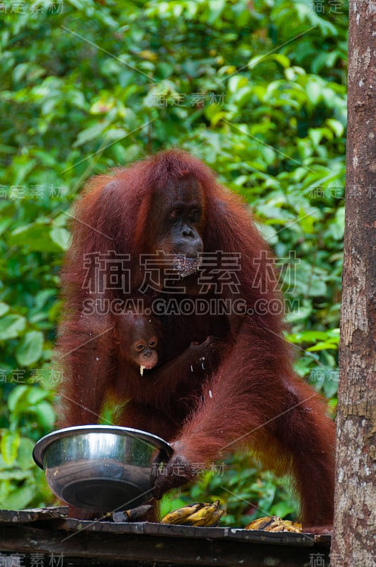 婆罗洲丛林中的猩猩在喝碗里的水