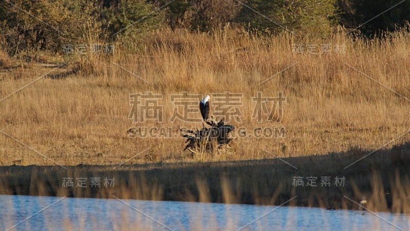 非洲鱼鹰