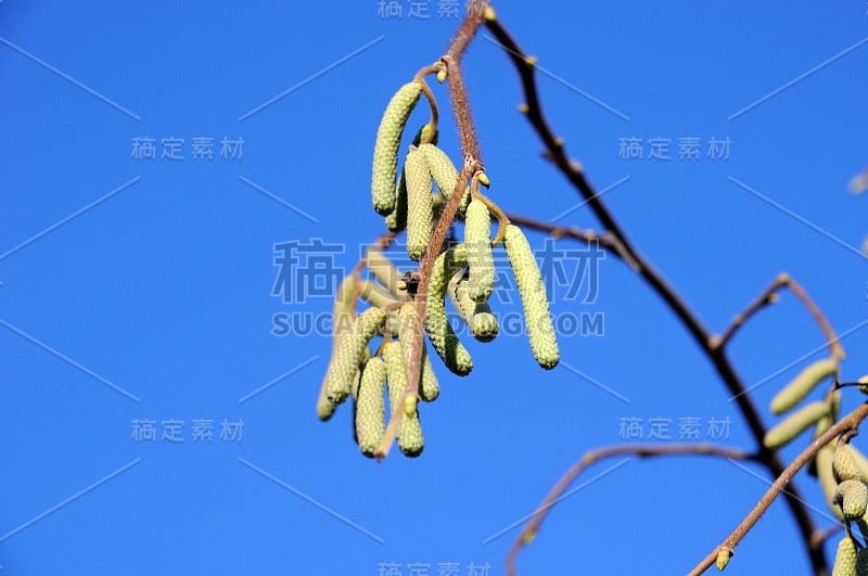 榛子耳环上的一棵树对着蓝色的秋天的天空