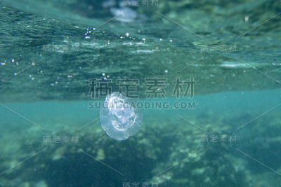 海鱼靠近珊瑚，水下