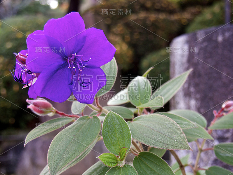 Tibouchina urvilleana