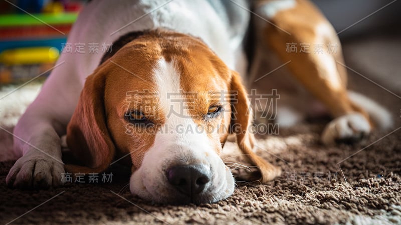 比格犬疲倦地睡在地毯地板上