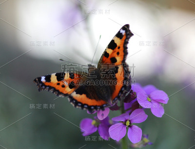 小龟甲(荨麻)