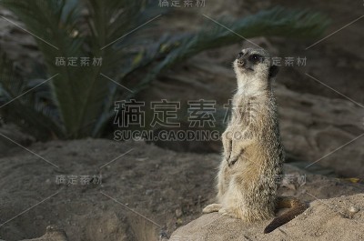 凝视着日落