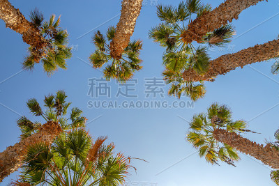 抬头看棕榈树，蓝天为背景