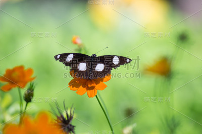 Eggfly蝴蝶