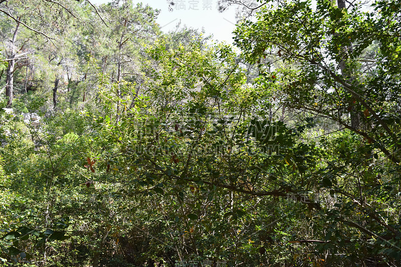 植物的土耳其。克姆地区自然。Calis Tepe(山)小径。小亚细亚特有的松林