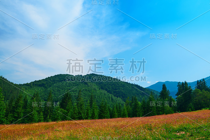 野生自然，喀尔巴阡山的夏季景观，野花和草地，山上云杉，美丽的多云天空