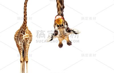 有趣可爱的倒置长颈鹿肖像上的白色