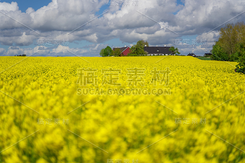 瑞典蔚蓝的天空映衬着黄色的油菜田