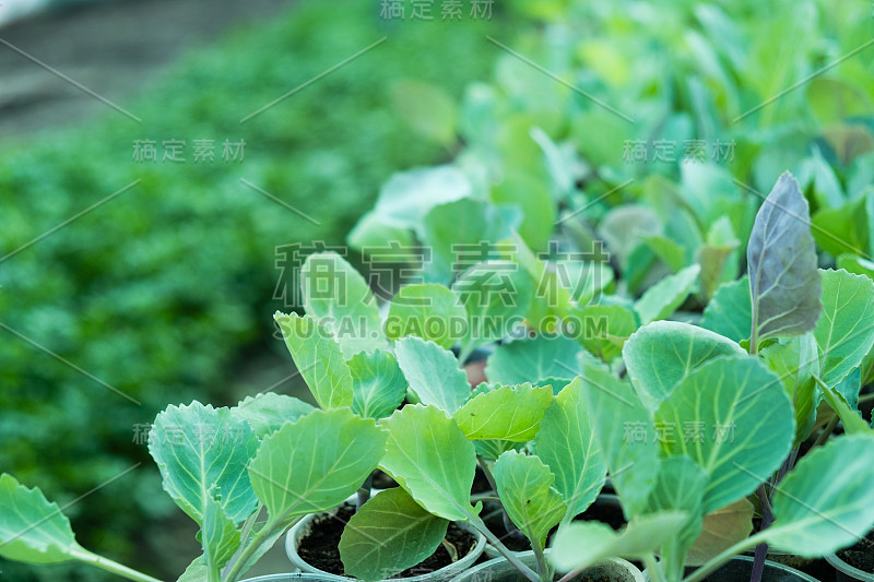 大棚白菜幼苗的幼芽