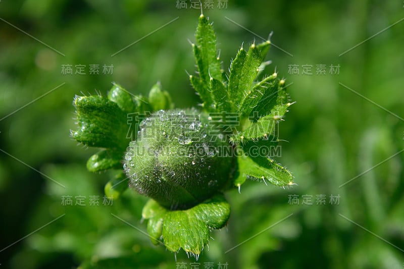 新鲜的罂粟花蕾