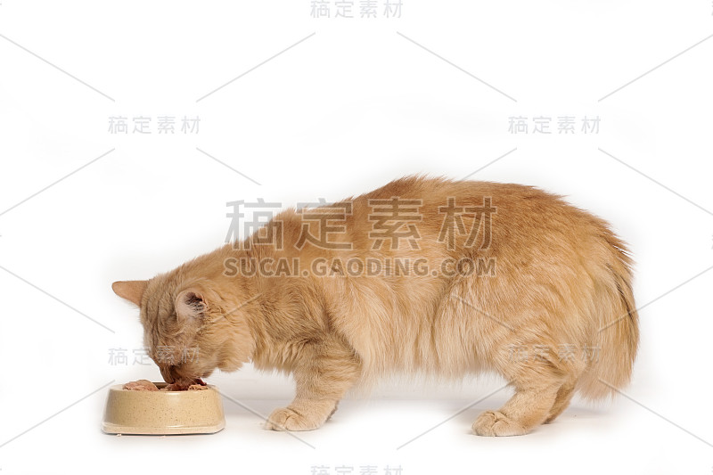 猫吃