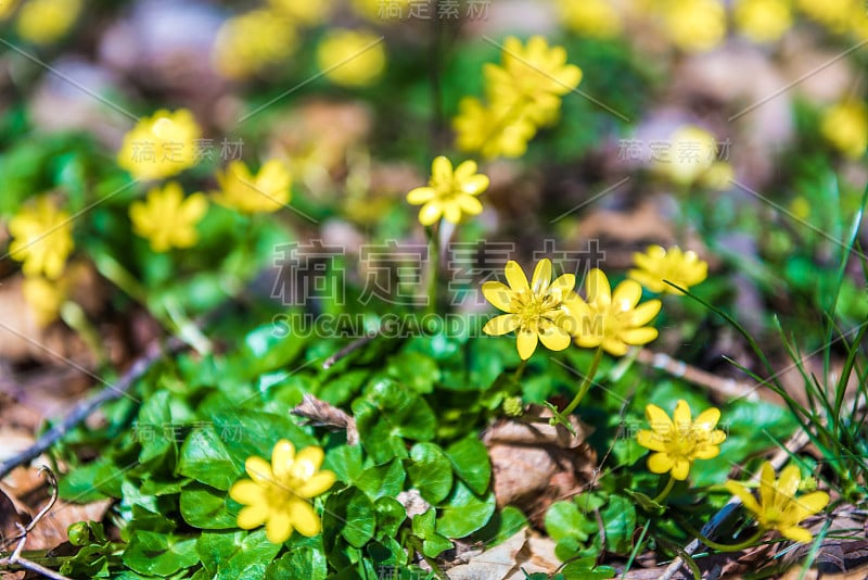 小白屈菜或毛茛花大近景