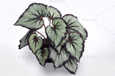 白底上的海棠