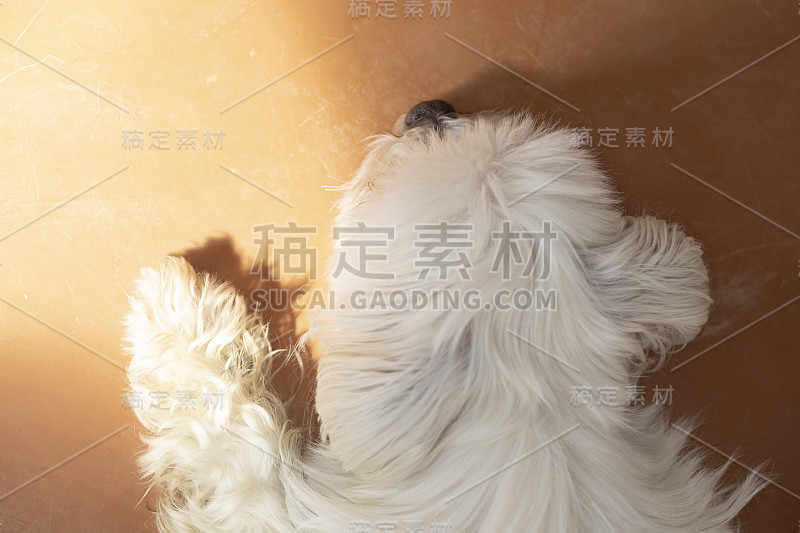 马耳他狗睡觉