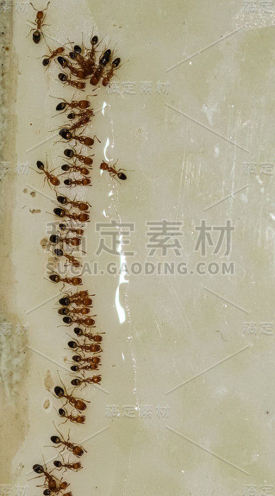 一群吃流质食物的小蚂蚁站在队伍里