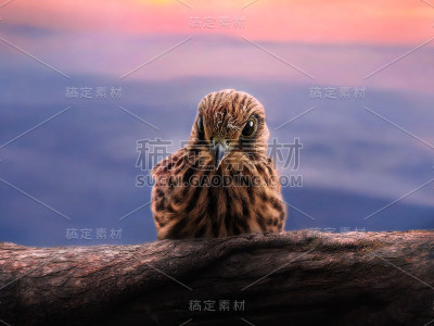 一只雏鹰坐在天空背景的树枝上