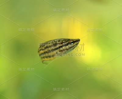 战斗的鱼