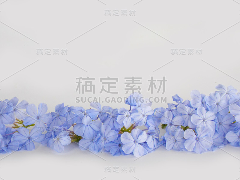 蓝花