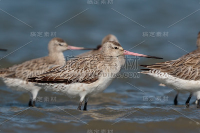 斑尾哥德威特- Limosa laponica