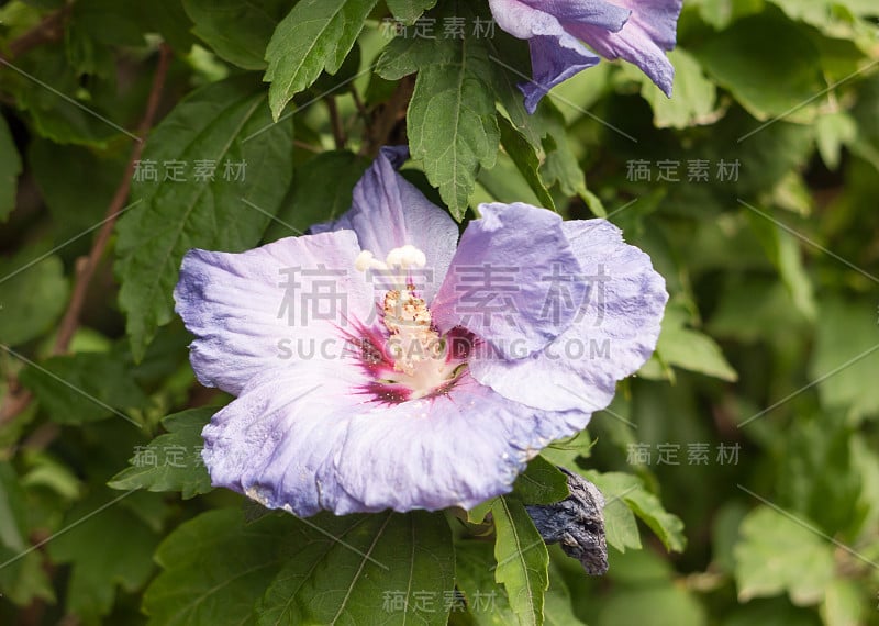 美丽的初绽的紫色西番莲在夏天的外面