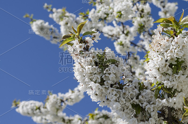 春天的时候，樱花树上的花蕾和花朵