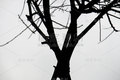 树枝剪影