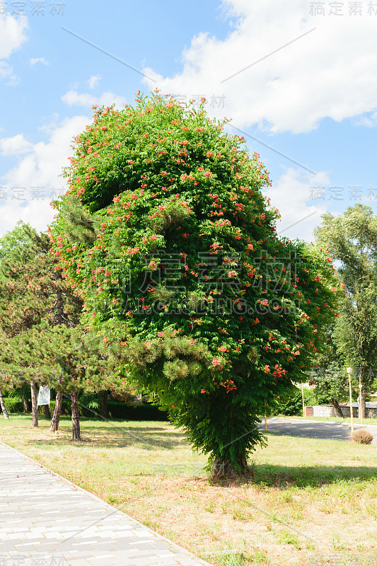 一种喇叭藤本植物侵入一棵高大的松树，形成华丽的共生关系