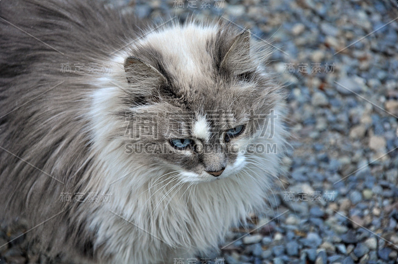 灰白色毛茸茸的猫