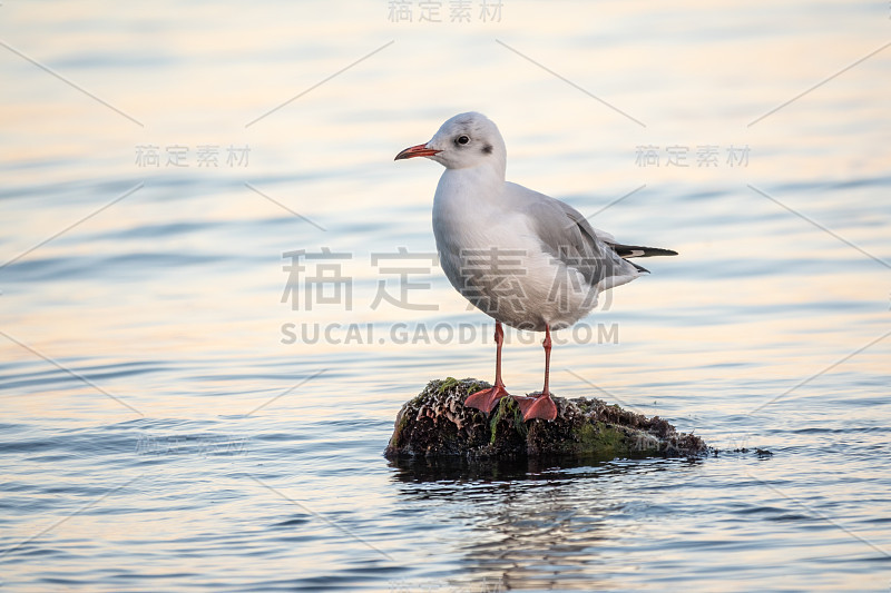 海鸥坐在海边的石崖上