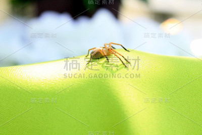 蜘蛛