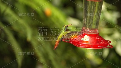 在蜂鸟喂食器旁的红尾蜂鸟