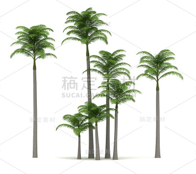 亚历山大的棕榈树