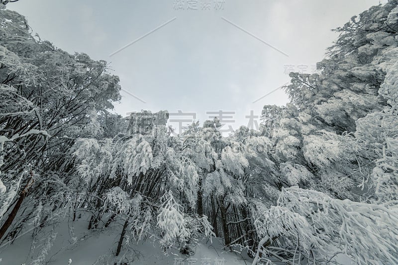 美丽的雪在梦幻般的冬天森林景观。