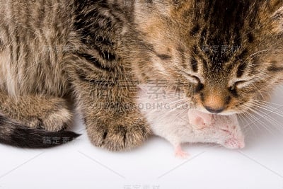 猫捉老鼠