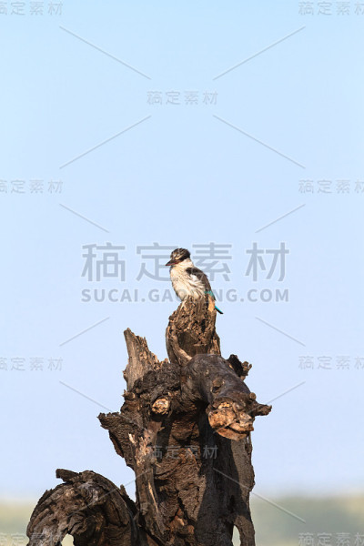 黑白色的翠鸟站在树桩上。塞伦盖蒂,非洲