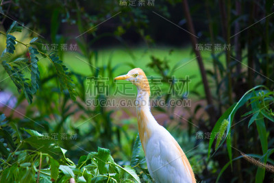 牛背鹭新