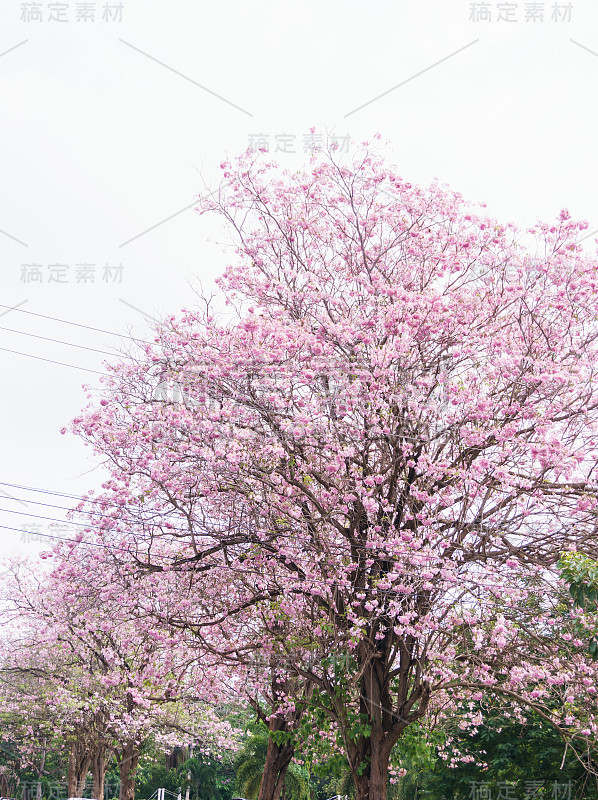 花树开花与白色的背景，粉红色的喇叭树