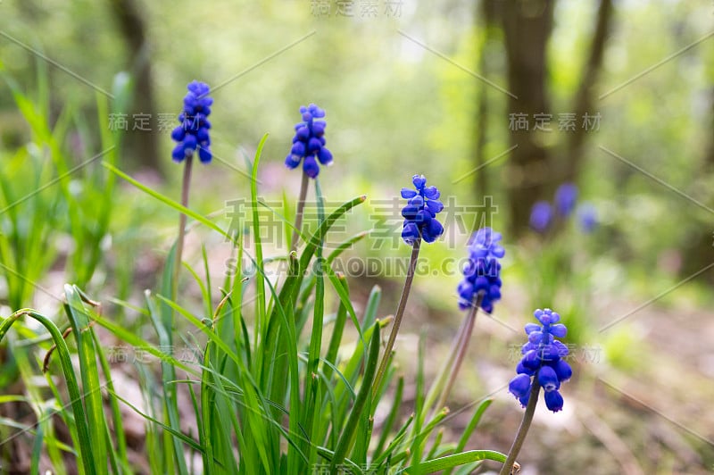 杏树开花植物，蓝色的春天球茎葡萄风信子花在花园里盛开