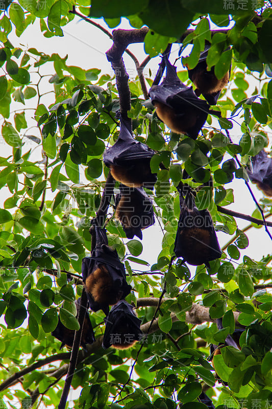 在泰国曼谷的Wat Po，泰国差春骚，用泰语说的Lyle's flying fox, Pteropu