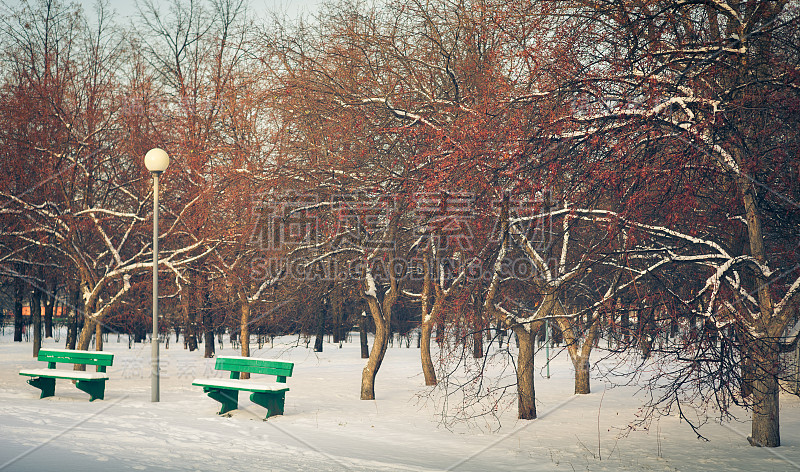 早晨在冬天的公园。冬天。下雪在城市。