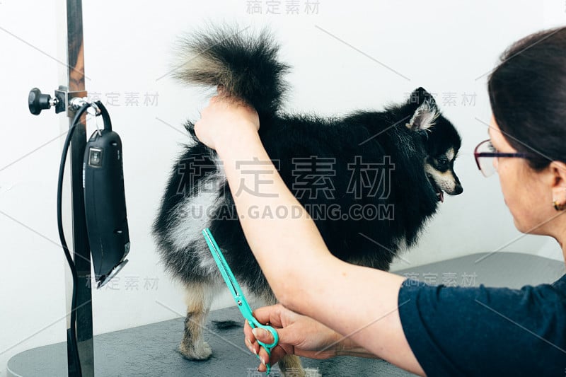 理发期间的博美犬