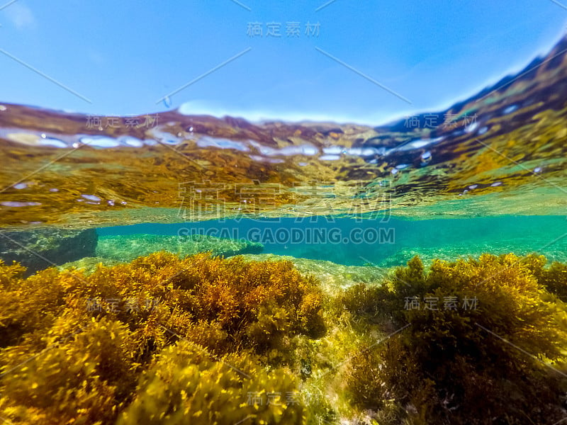 水下的海藻在阿尔盖罗海岸