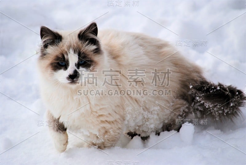 小猫的第一个冬天在雪地里行走