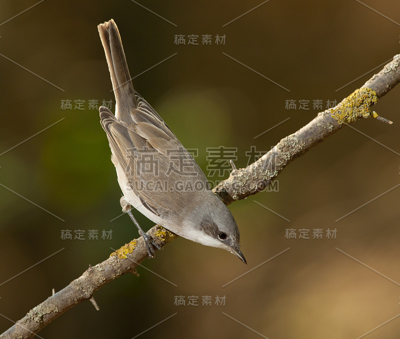 小白喉(西尔维亚·库鲁卡)