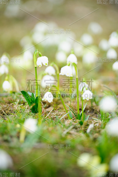 雪花莲