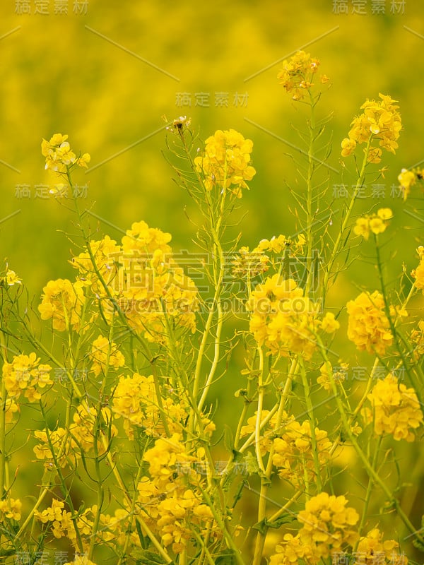 油菜花花朵