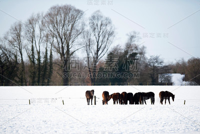 一群马一起站在雪地里。
