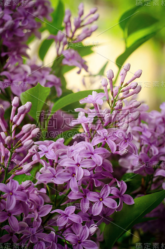 漂亮的紫丁香花。紫丁香春花的微距照片。